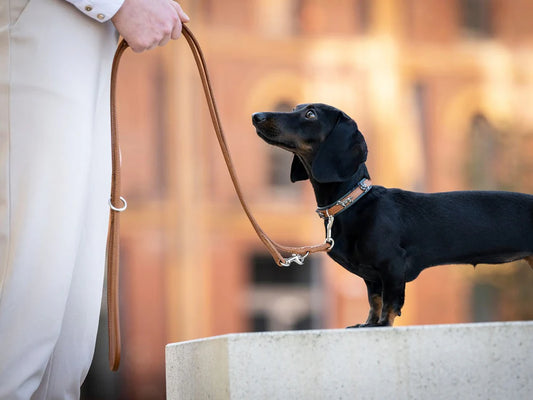 Halsband Mini Dackel - Cognac