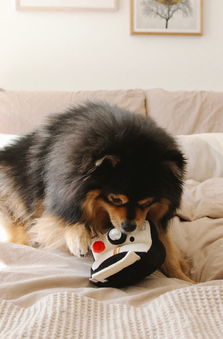 Hundespielzeug Kamera