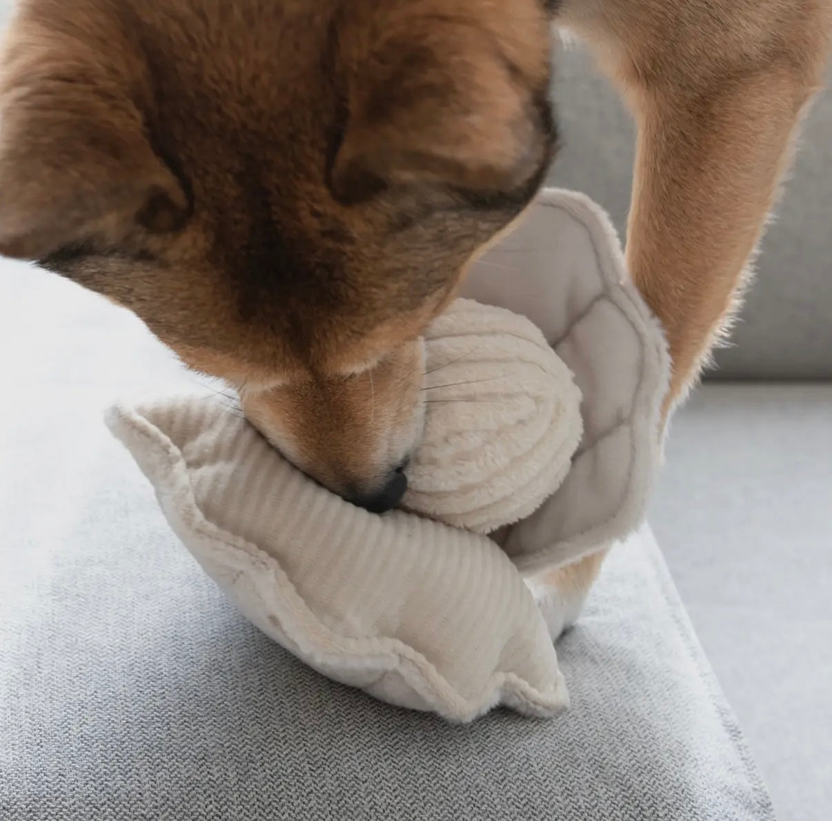 Hundespielzeug Muschel