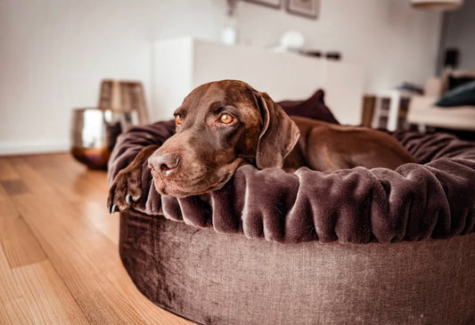 Hundebett Buddelnest - Dark Chocolate