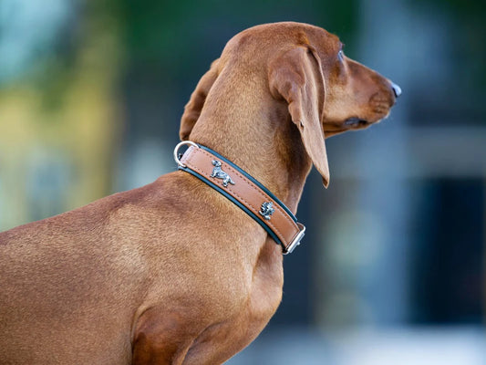 Halsband Dackel - Cognac