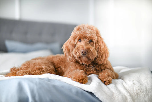 Hundedecke Webpelz Creme