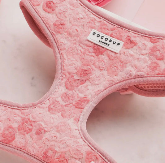 Geschirr- Pfingstrosen