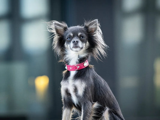 Halsband Mini Diamond Sunrise - Lipstick