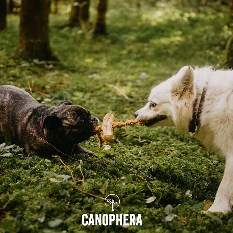 Hundekauspielzeug aus Kaffeeholz und Kokosseil