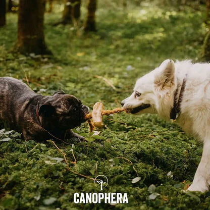 Hundekauspielzeug aus Kaffeeholz und Kokosseil