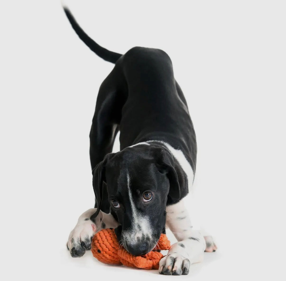 Thaddäus Tintenfisch