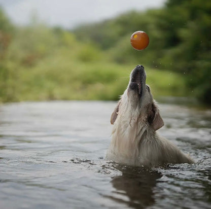 Ball Hundespielzeug