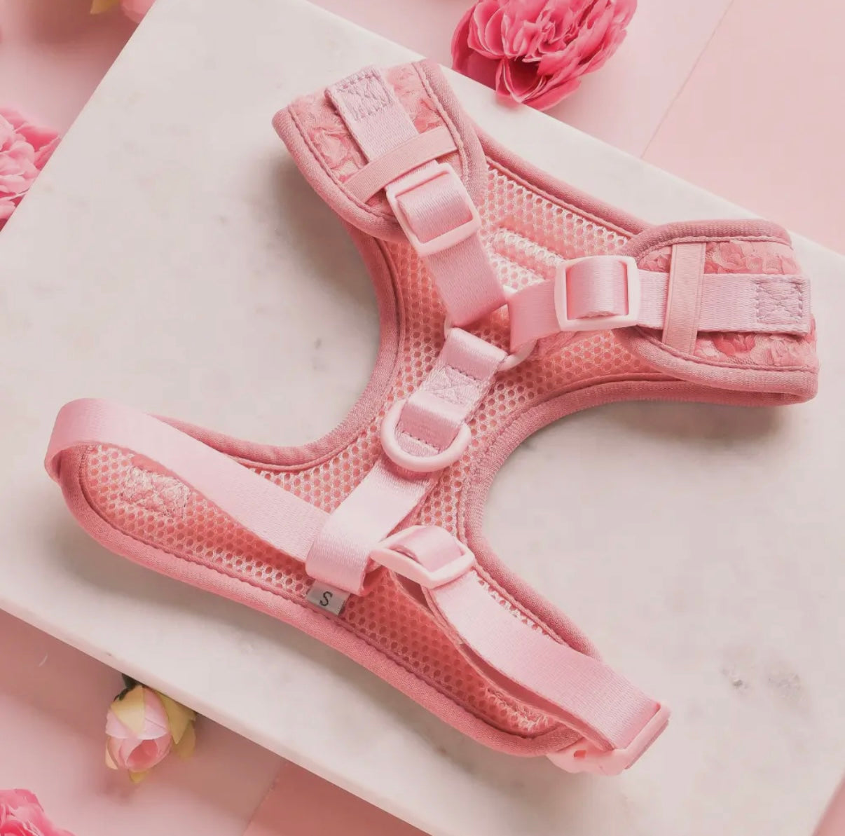 Geschirr- Pfingstrosen