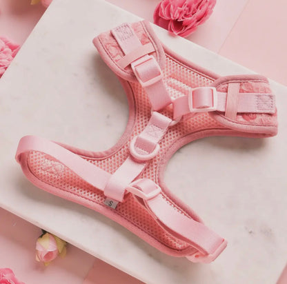 Geschirr- Pfingstrosen