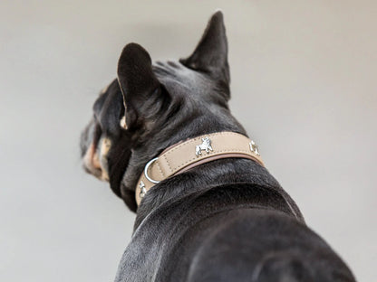 Halsband Französische Bulldogge - Elfenbein