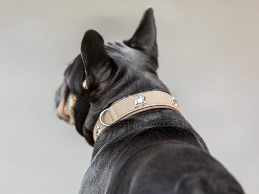 Halsband Französische Bulldogge - Elfenbein