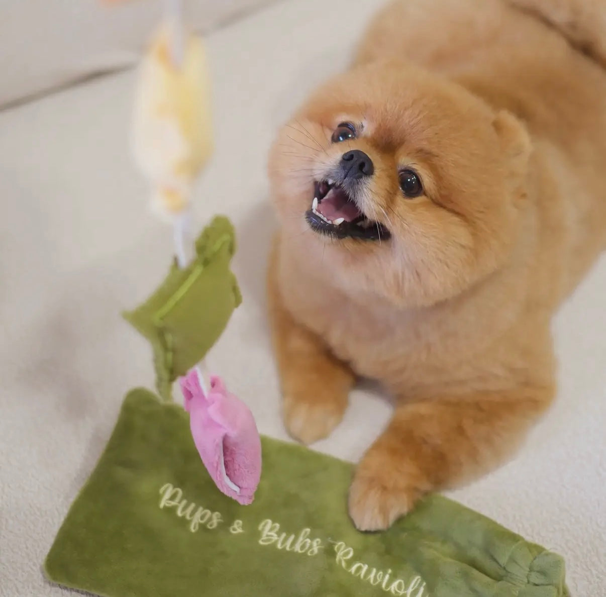 Ravioli Nasenarbeit Spielzeug