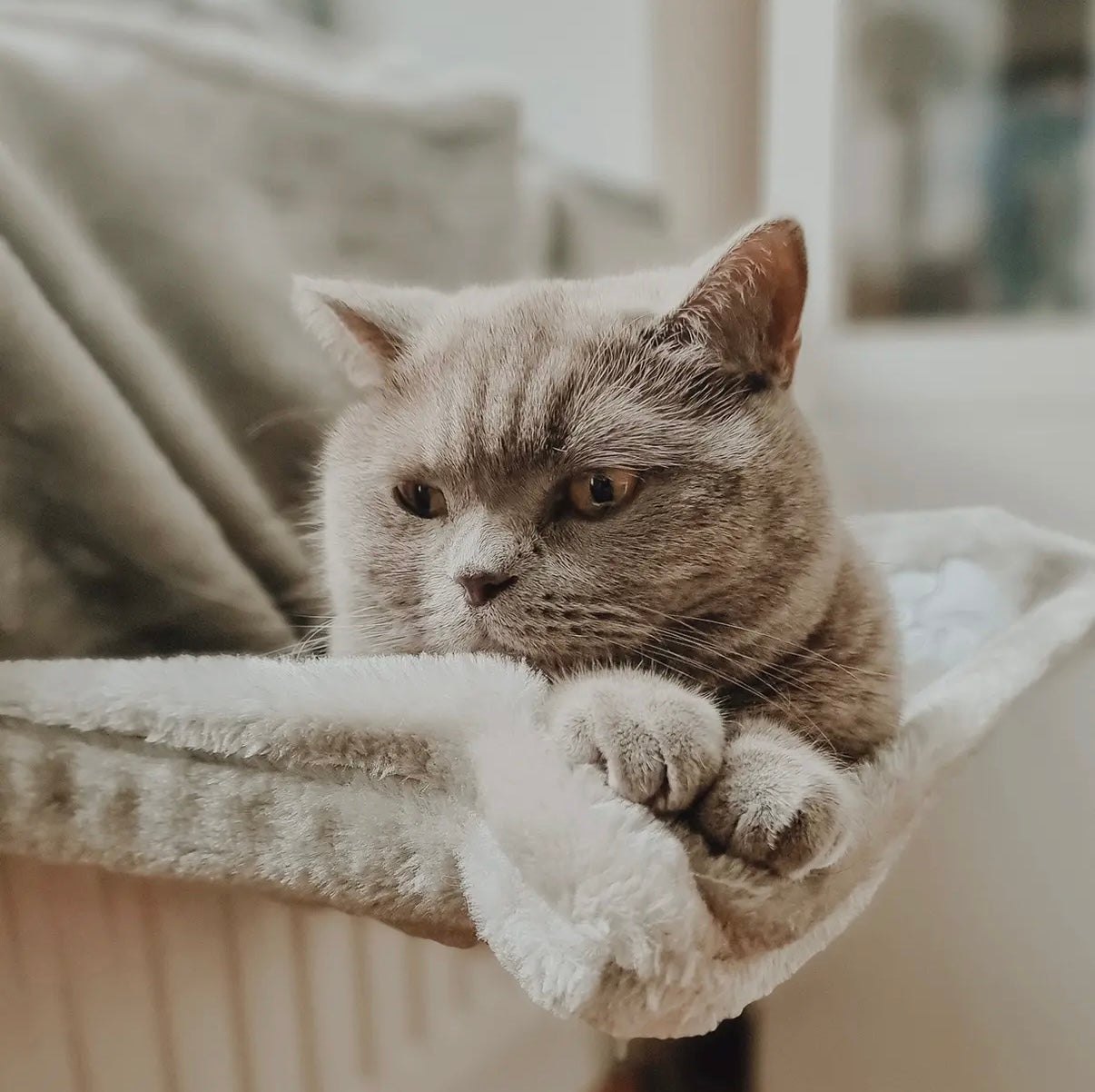 Heizkörperliege für Katzen - verstellbar