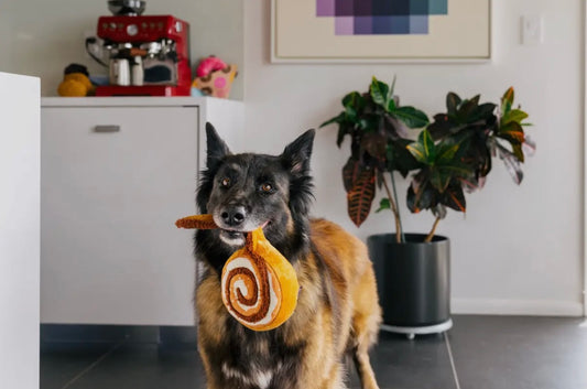 Hundespielzeug Zimt-Kuchen
