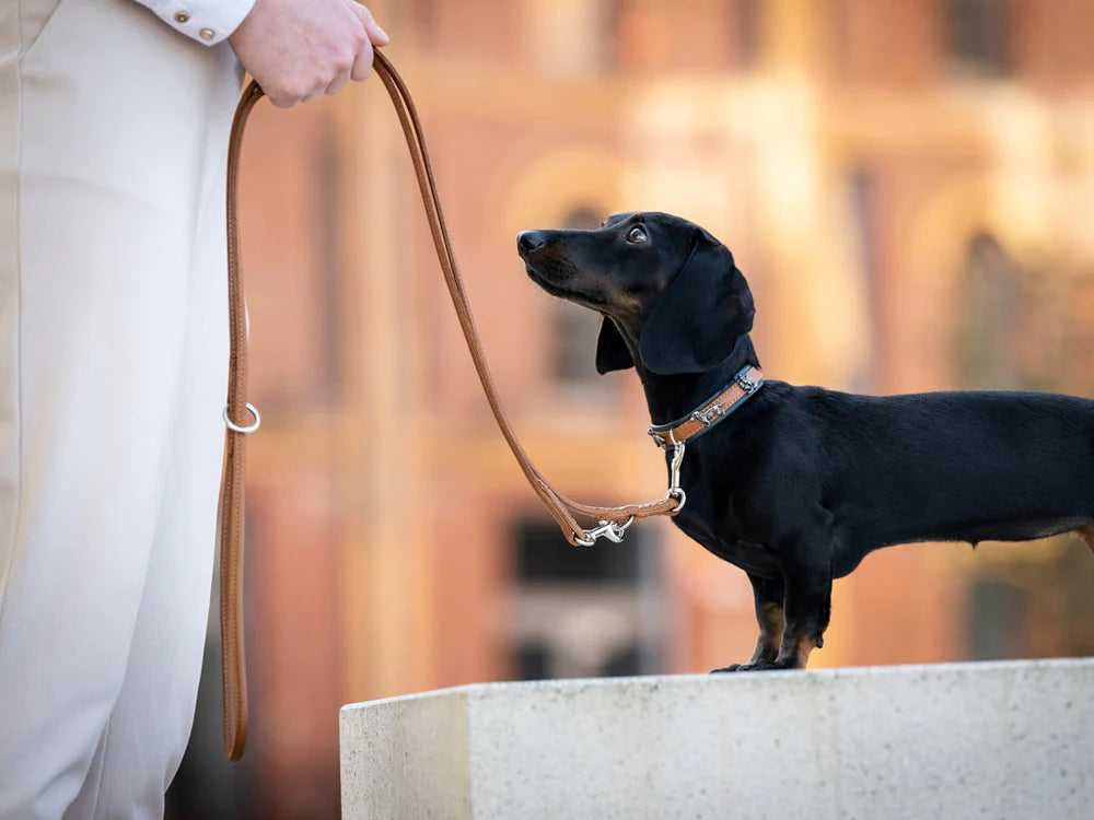 Halsband Mini Dackel - Cognac