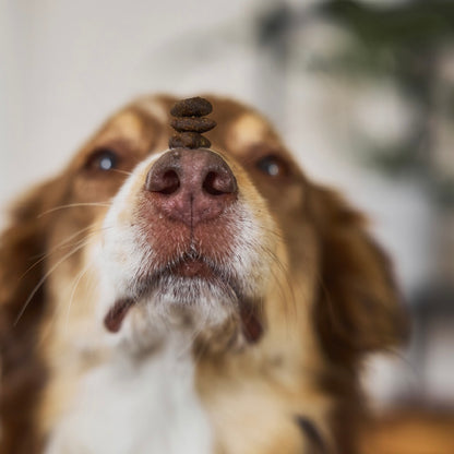 Tales & Tails Adult Soft Pferd