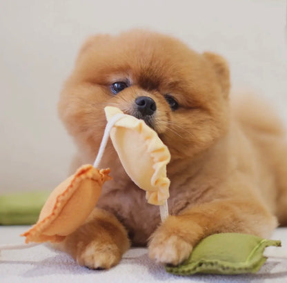 Ravioli Nasenarbeit Spielzeug