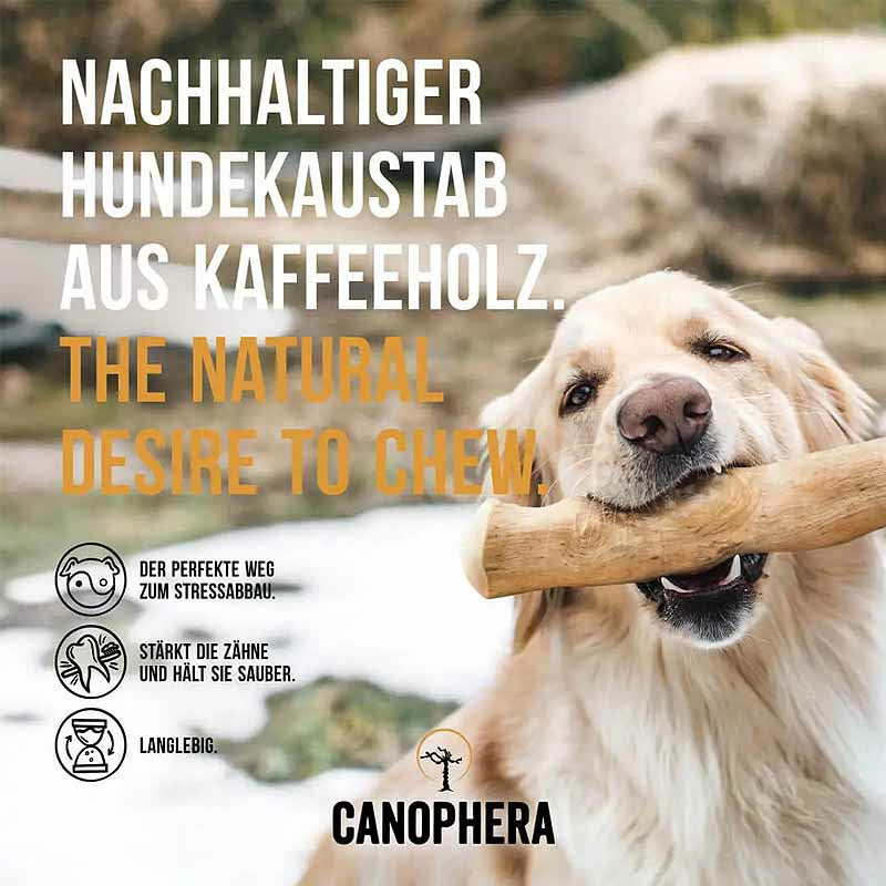 Hundekaustab aus Kaffeeholz