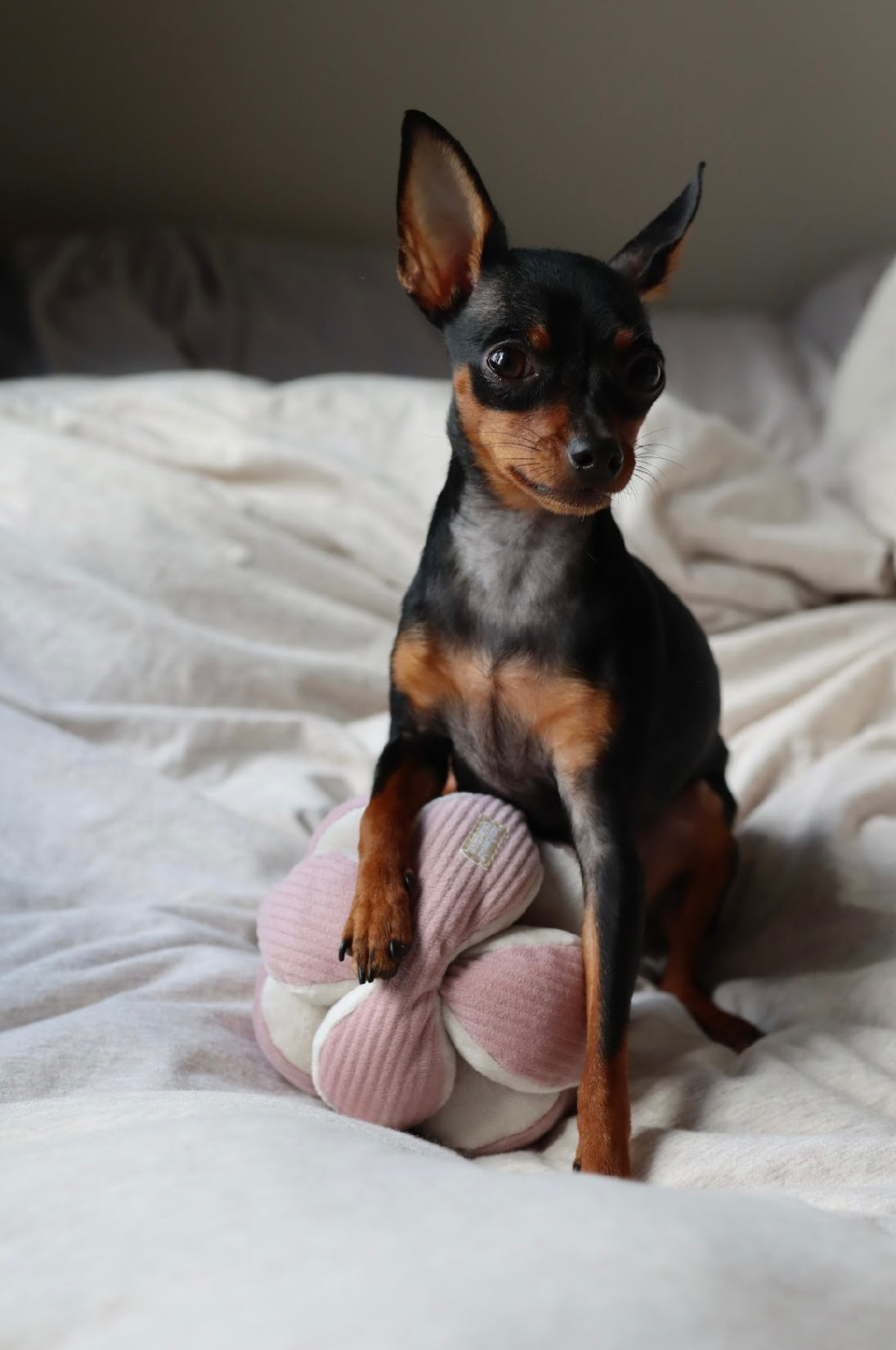 Hundespielzeug Monti