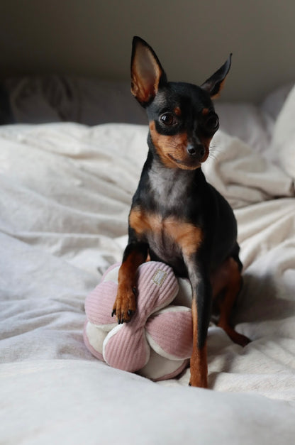 Hundespielzeug Monti