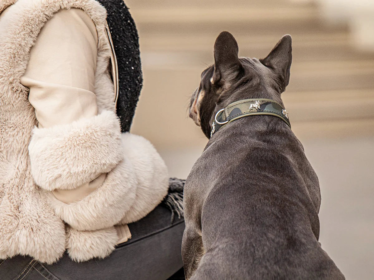 Halsband Französische Bulldogge - Khaki