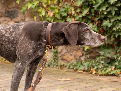 Halsband Klassik Premium Soft - Cognac/Goldfarben