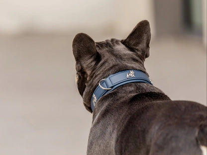 Halsband Französische Bulldogge - Jeans