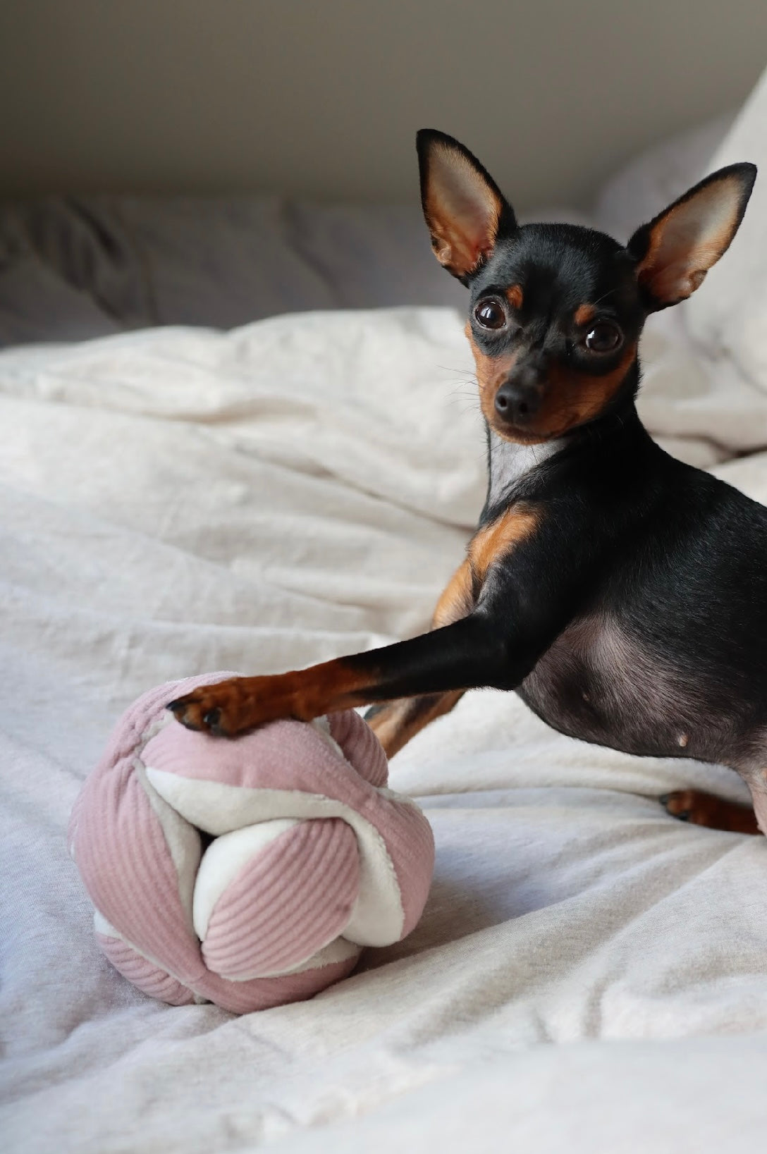 Hundespielzeug Monti