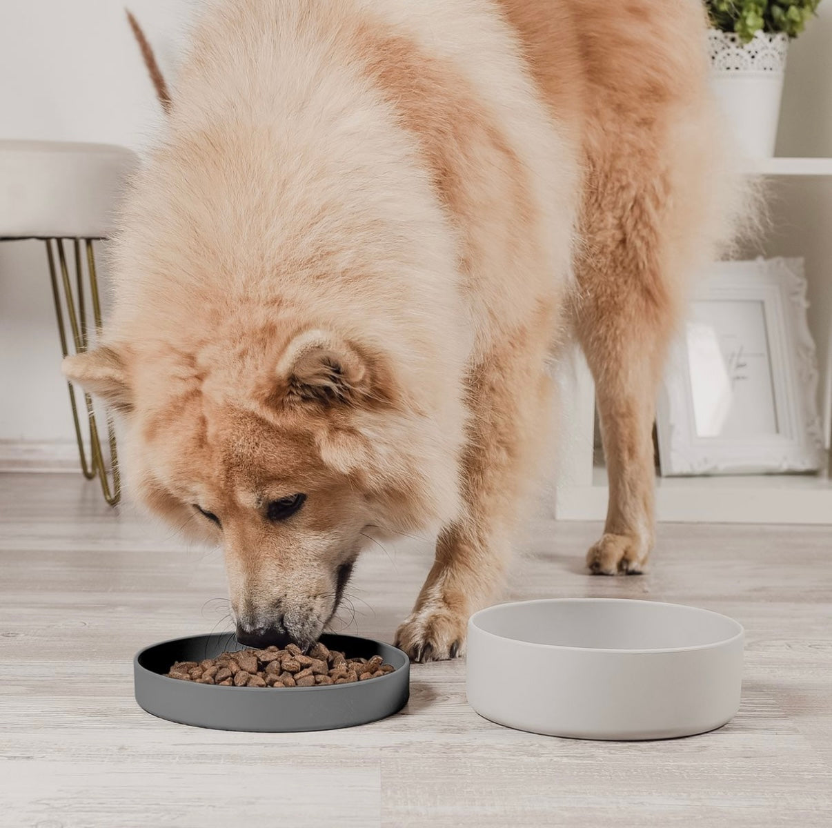 Silikon-Futternapf mit Deckel für Hunde & Katzen