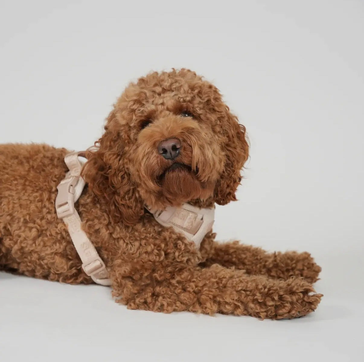 Geschirr Elma, Hellrosa