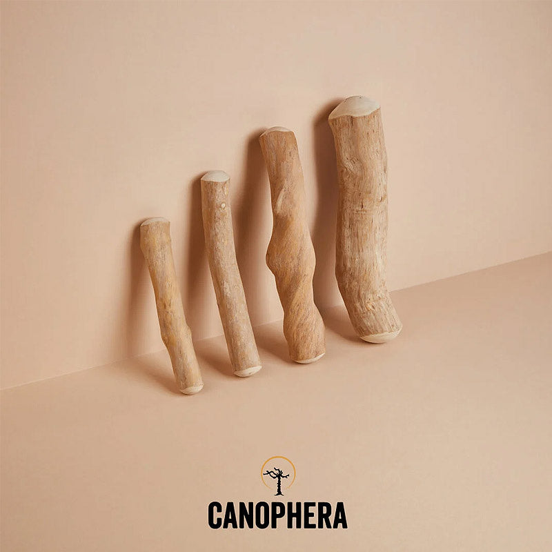 Hundekaustab aus Kaffeeholz