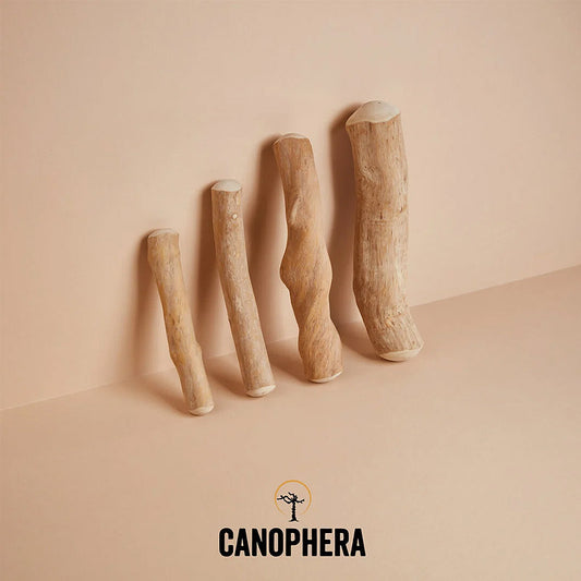 Hundekaustab aus Kaffeeholz