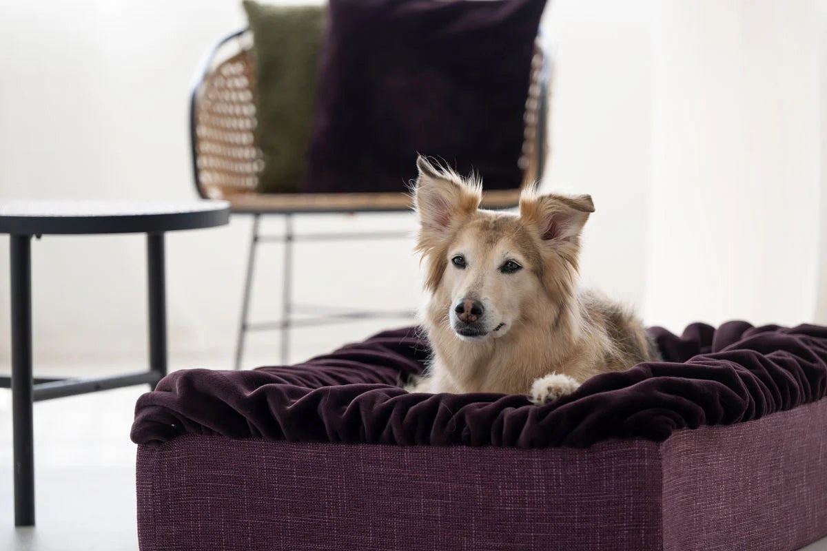 Hundebett Buddelbox - Aubergine