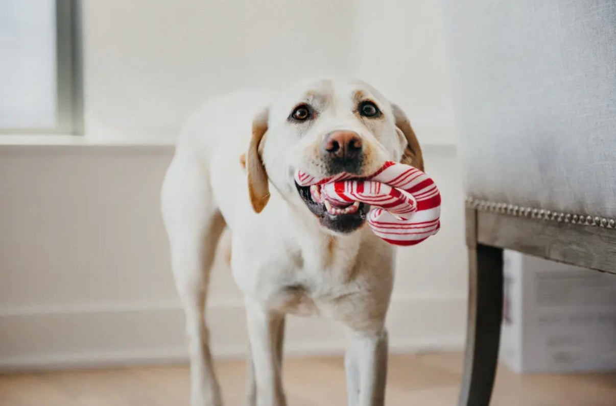 Hundespielzeug Zuckerstangen
