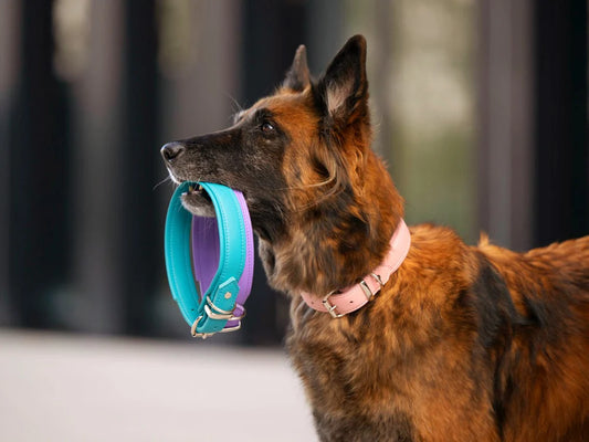 Halsband Klassik Soft Holi Color - Türkis