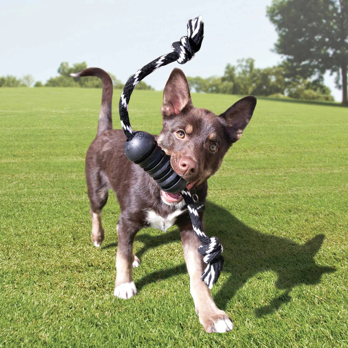 Hundespielzeug Kong Extreme Dental mit Tau 50cm