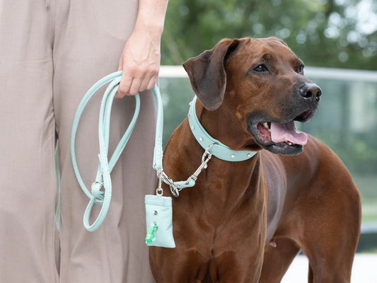 Halsband Sunrise - Mint