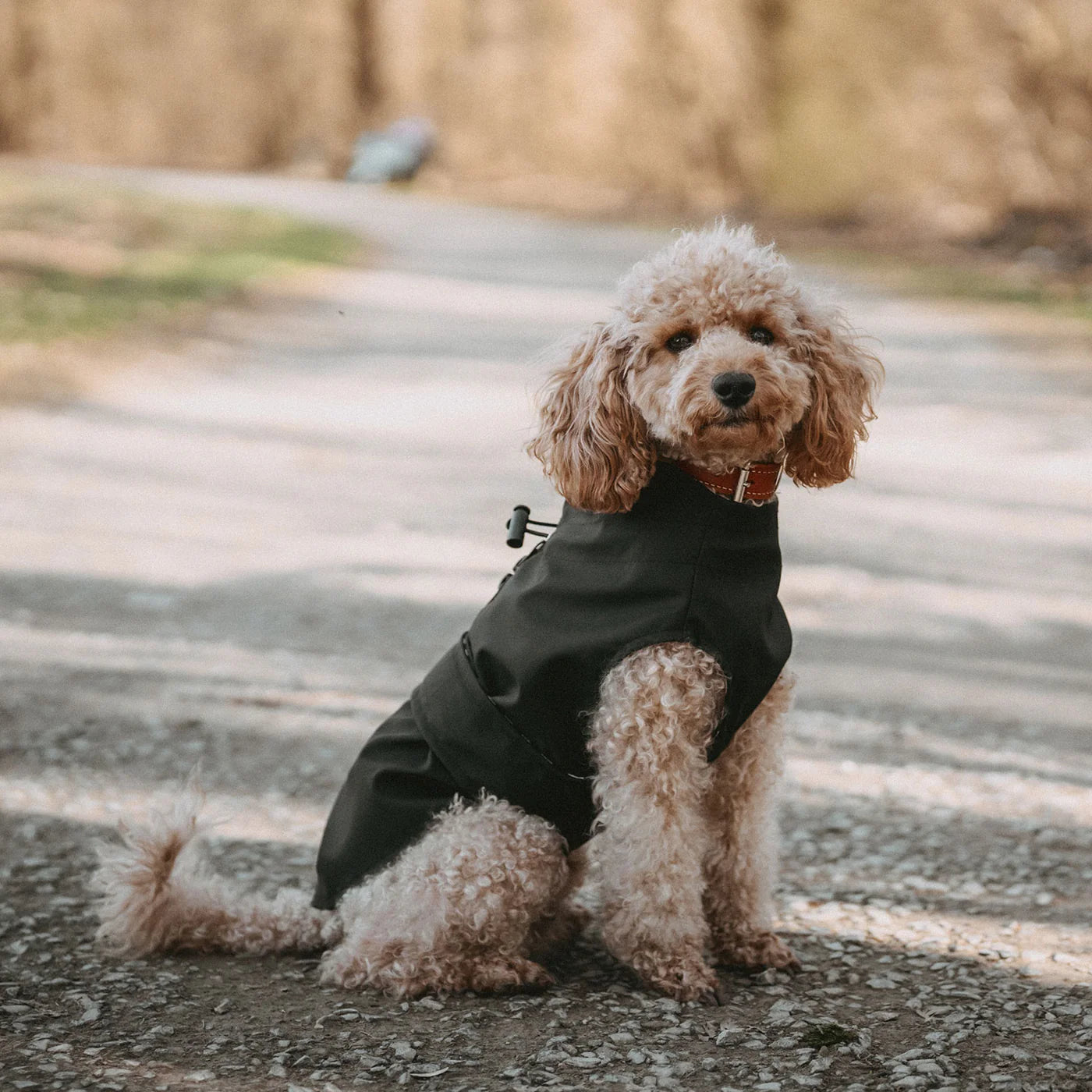 Hunde-Regenmantel schwarz