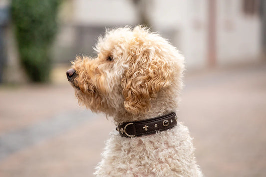 Halsband Dark Diamond - Schwarz/Silberfarben