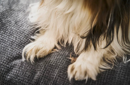 Haustierbett Tudor Anthrazit ORTHO