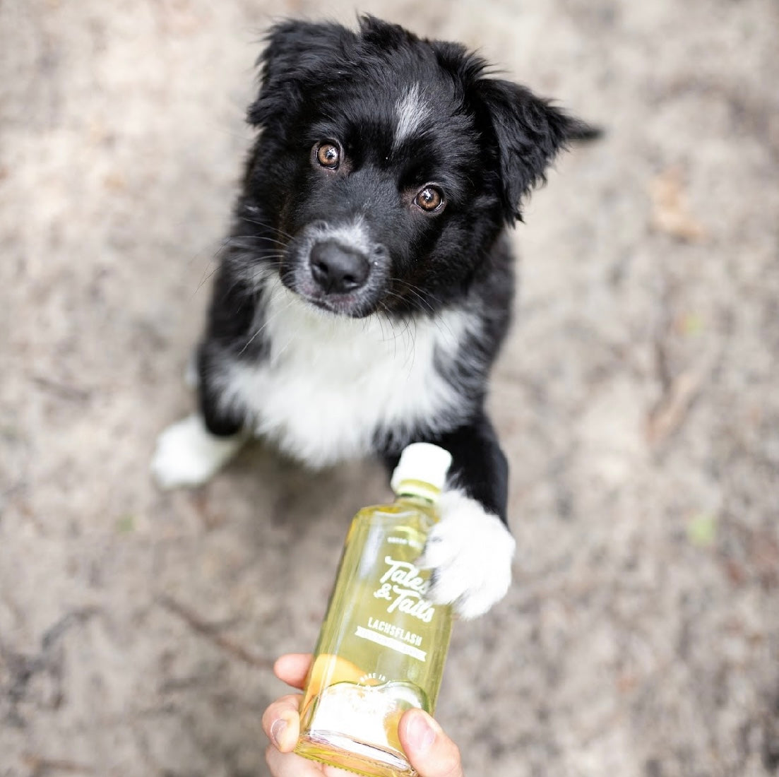 Tales & Tails Lachsöl 240ml