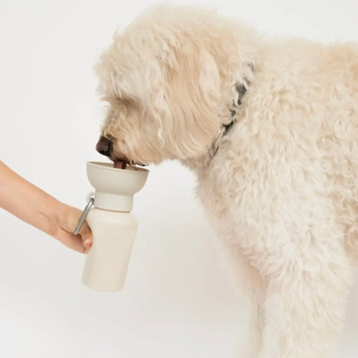 Hundewasserflasche Klein Klappbar