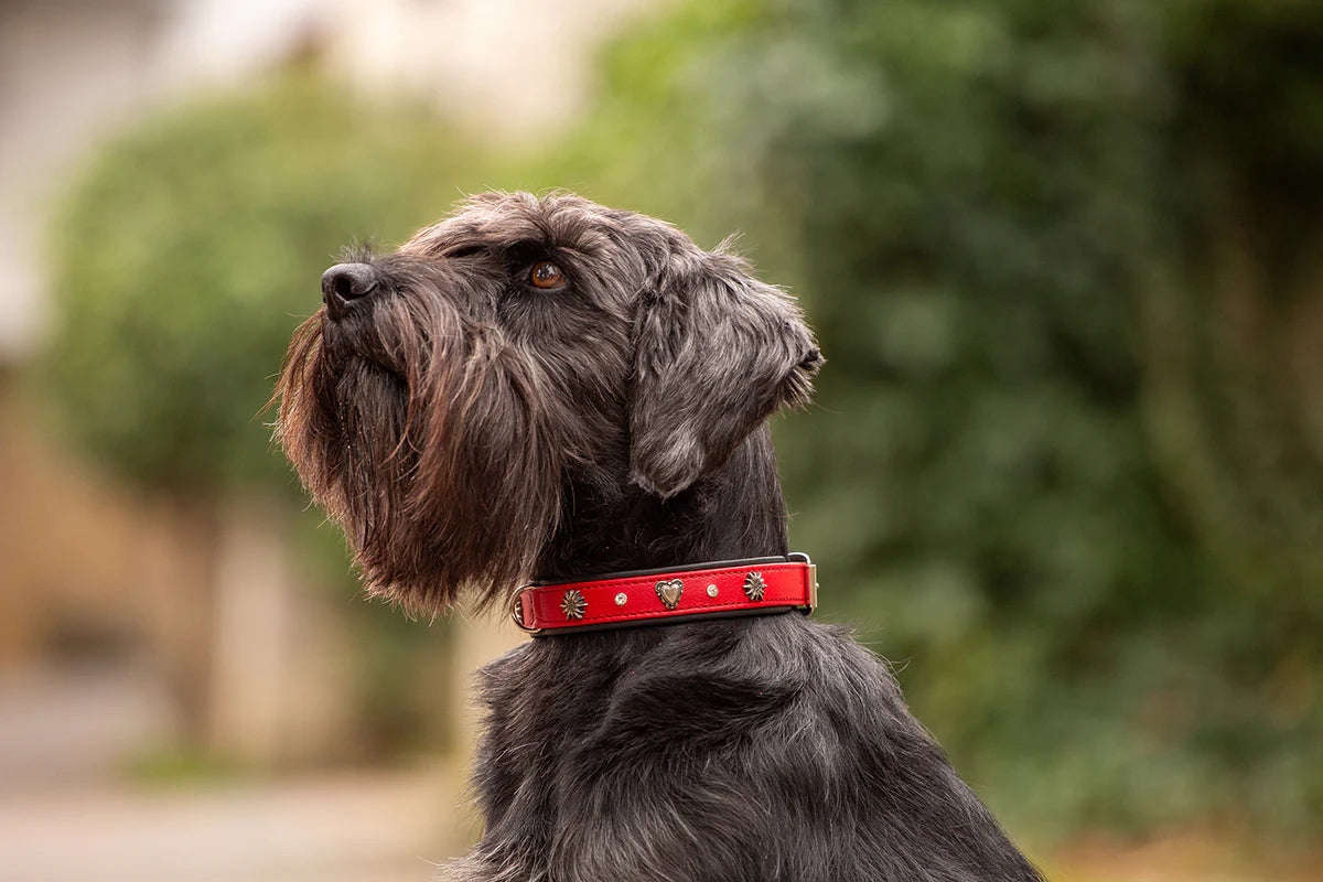 Halsband Herzilein Rot