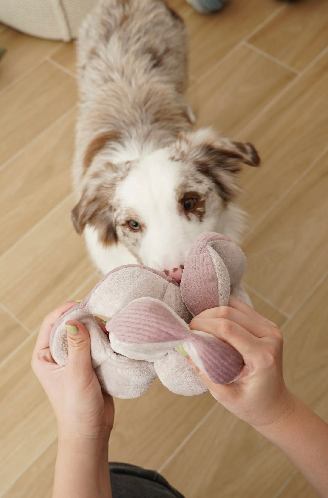 Hundespielzeug Monti