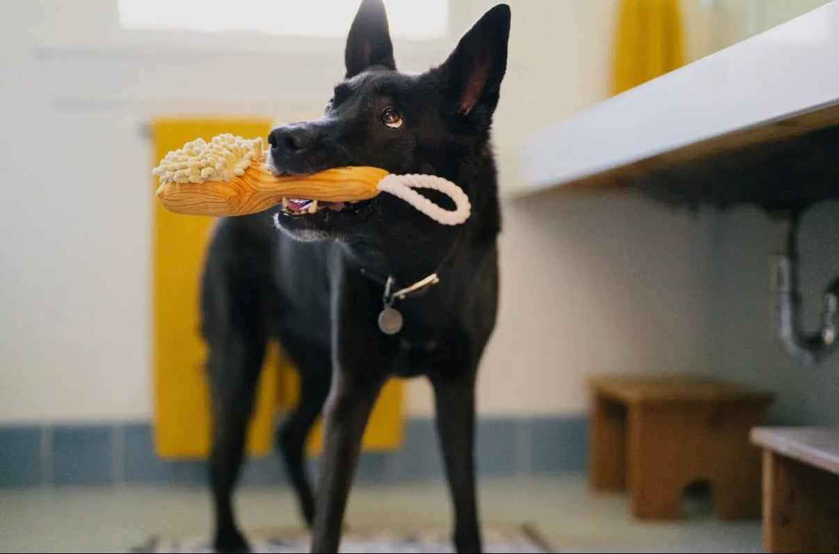 Hundespielzeug Bürste