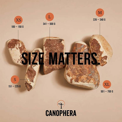 Hundekauwurzel aus Baumheide