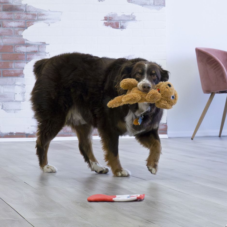 Comfort Pups Goldie M