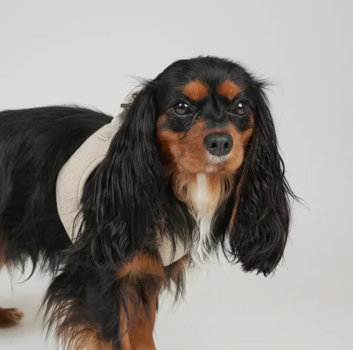 Step in Geschirr Teddy Natur