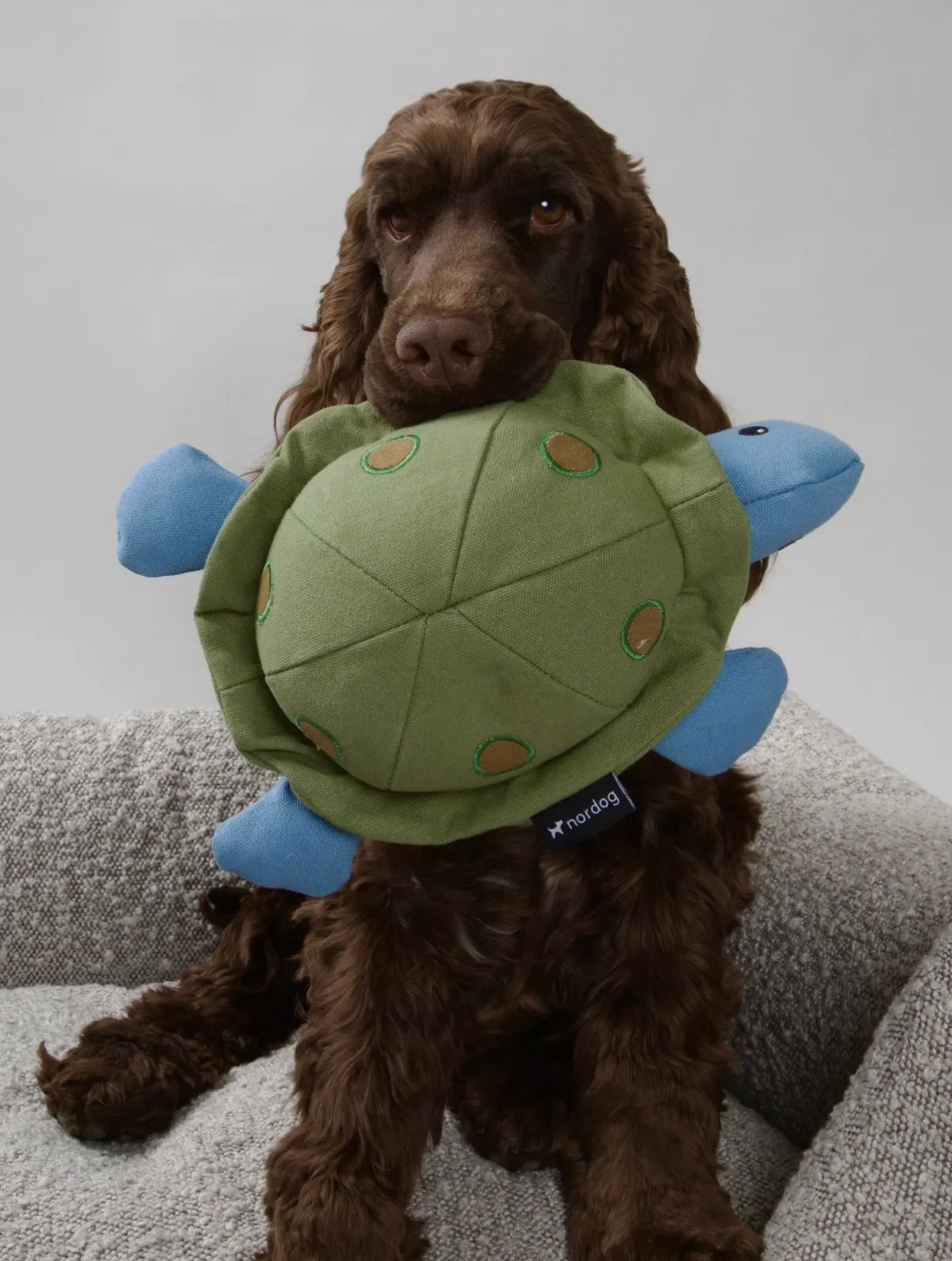 Kim die Schildkröte